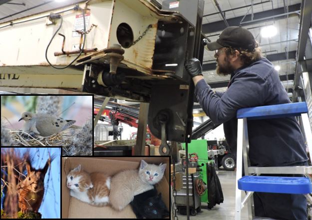mechanic standing on ladder inspecting boom of crane with images of kittens, a bird, and a squirell in corner of frame